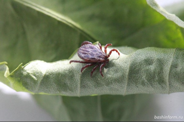 Роспотребнадзор: как следует вести себя в майские праздники для профилактики КОВИД-19