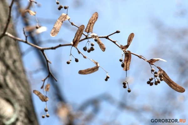 В Башкирии прогнозируются грозы и потепление до +20° 