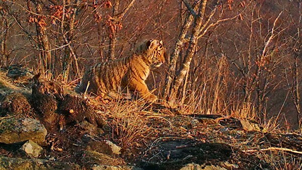 На "Земле леопарда" рассказали о пополнениях в тигриных семьях На "Земле леопарда" рассказали о пополнениях в тигриных семьях