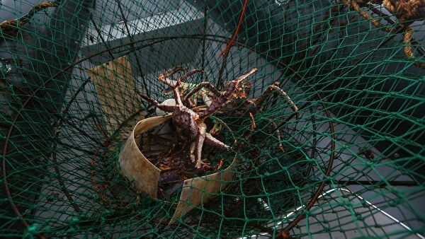 На Камчатке обнаружили подпольные цеха по производству крабовой продукции На Камчатке обнаружили подпольные цеха по производству крабовой продукции