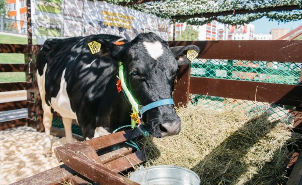 Инвестор вложит 120 млн в создание роботизированной фермы в 70 км от Уфы Инвестор вложит 120 млн в создание роботизированной фермы в 70 км от Уфы