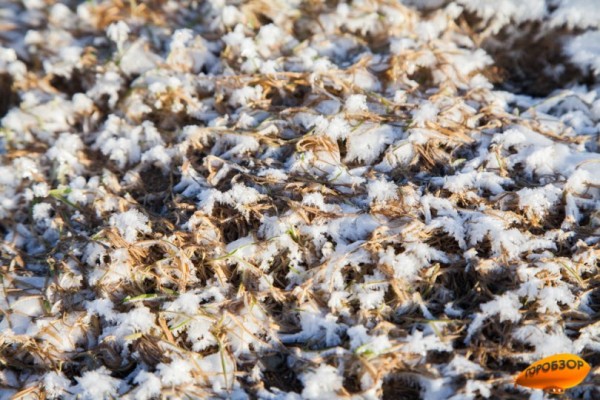 В Башкирии ожидаются заморозки 