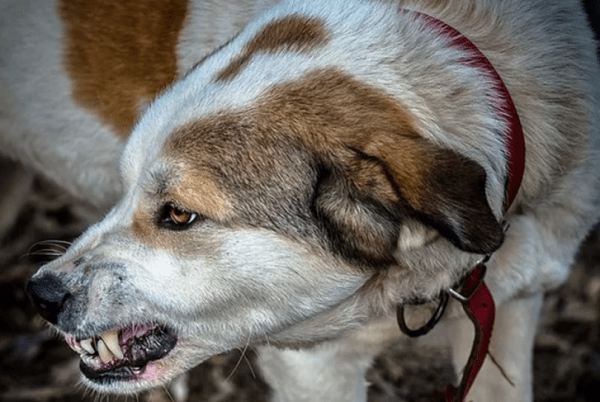 В Башкирии планируют урегулировать законодательство о бродячих животных 