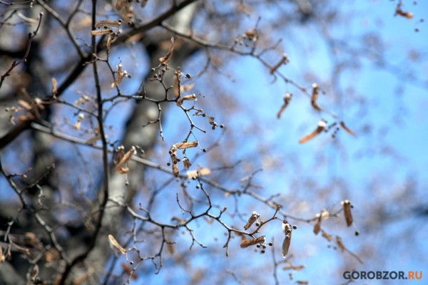 В Башкирии пройдут небольшие дожди 