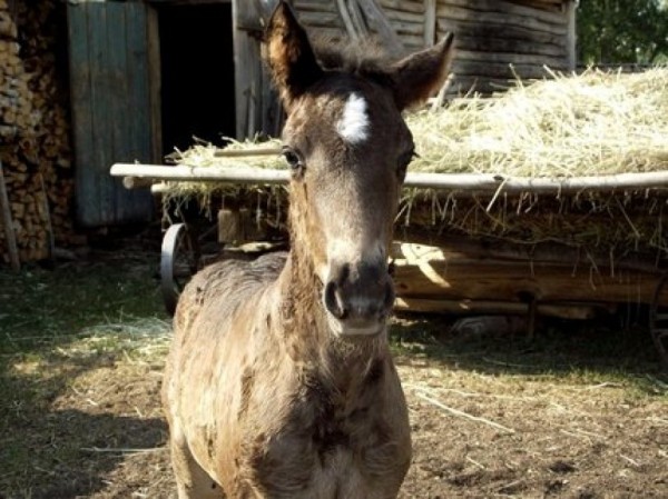 В Башкирии растет поддержка коневодства 