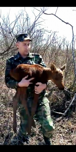 Житель Башкирии спас брошенного новорожденного лосенка Житель Башкирии спас брошенного новорожденного лосенка