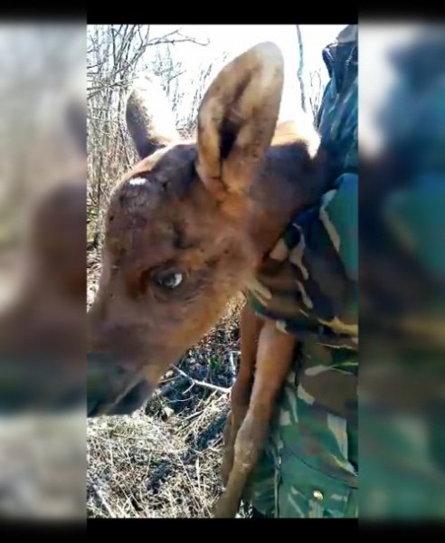 Житель Башкирии спас брошенного новорожденного лосенка Житель Башкирии спас брошенного новорожденного лосенка