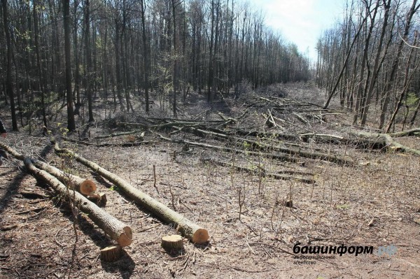 Башкирия направит почти 6 млрд рублей на охрану и защиту лесов Башкирия направит почти 6 млрд рублей на охрану и защиту лесов