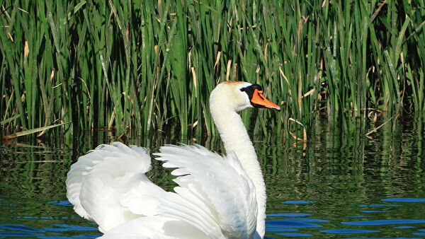 Лебедя-шипуна, спасенного в Челябинской области, передадут в Башкирию