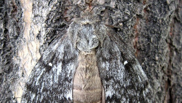 Эксперты назвали возможные причины нашествия шелкопряда в Сибири