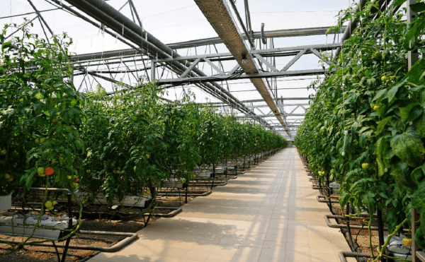 В Башкирии инвестиции в новый тепличный комплекс составят почти 300 млн В Башкирии инвестиции в новый тепличный комплекс составят почти 300 млн