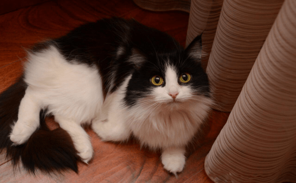 В Башкирии назвали стоимость теста на Covid-19 для домашних животных