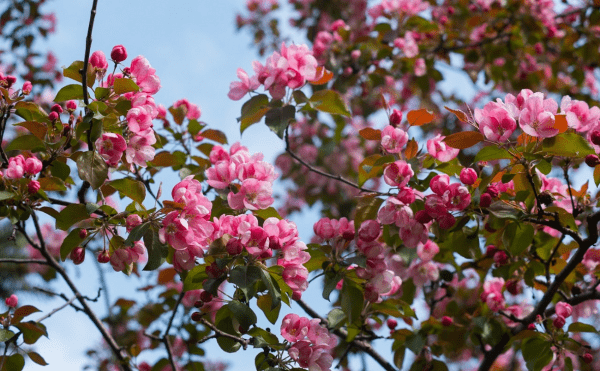 В Башкирии посадят яблоневые сады в рамках госпрограммы В Башкирии посадят яблоневые сады в рамках госпрограммы