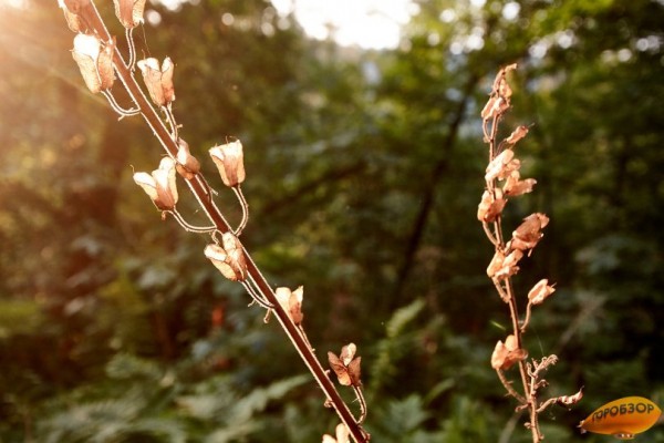 В Башкирии потеплеет до 25 градусов В Башкирии потеплеет до 25 градусов