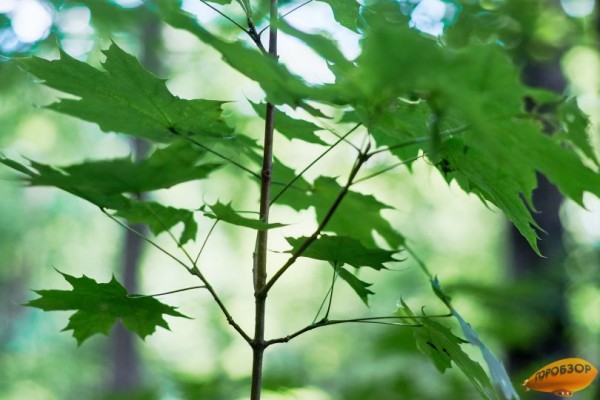 В Башкирии прогнозируются жара и град 