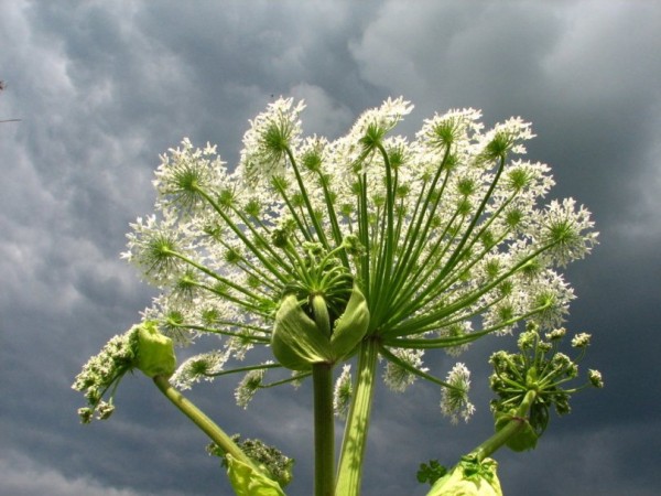 В Уфе в парке выросло опасное для человека растение В Уфе в парке выросло опасное для человека растение