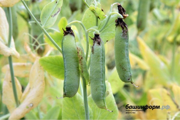 Аграрии Башкирии фиксируют рост урожайности бобовых на 15 процентов