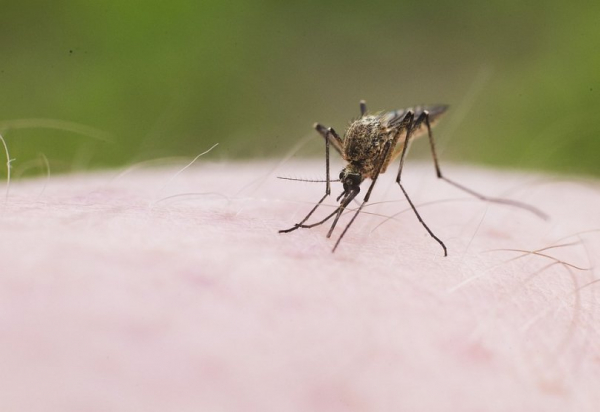 Несколько жителей Башкирии заразились опасным заболеванием от комаров Несколько жителей Башкирии заразились опасным заболеванием от комаров