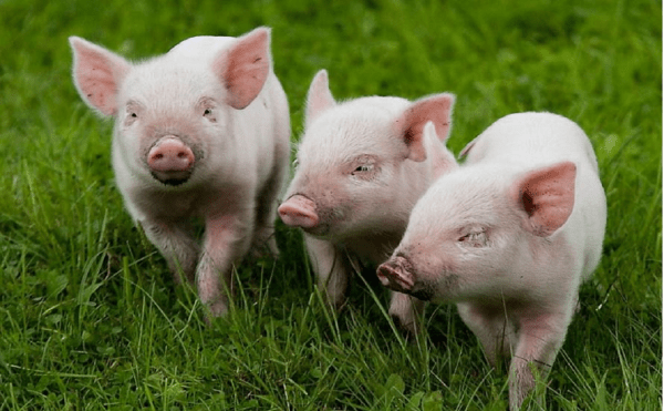 Под инвестпроект «Тавроса» на 9,3 млрд рублей нашли площади