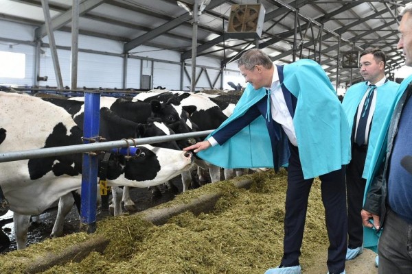 Радий Хабиров раскрыл секрет роста производства молока в Башкирии Радий Хабиров раскрыл секрет роста производства молока в Башкирии