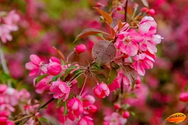 Синоптики Башкирии обещают грозы и ливни 