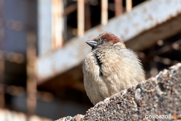 В Башкирии ожидается аномально жаркая погода В Башкирии ожидается аномально жаркая погода