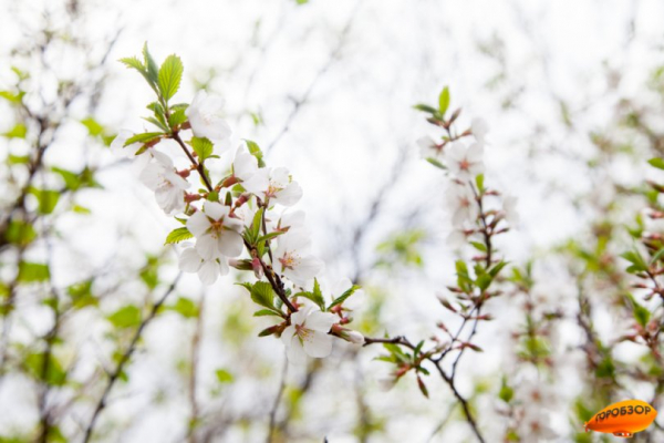 В Башкирии ожидаются ливни и жаркая погода В Башкирии ожидаются ливни и жаркая погода