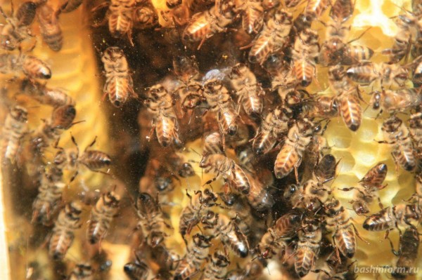 В Башкирии пчеловоды приступили к главному взятку меда В Башкирии пчеловоды приступили к главному взятку меда