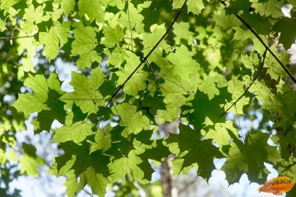 В Башкирии потеплеет до 33 градусов 