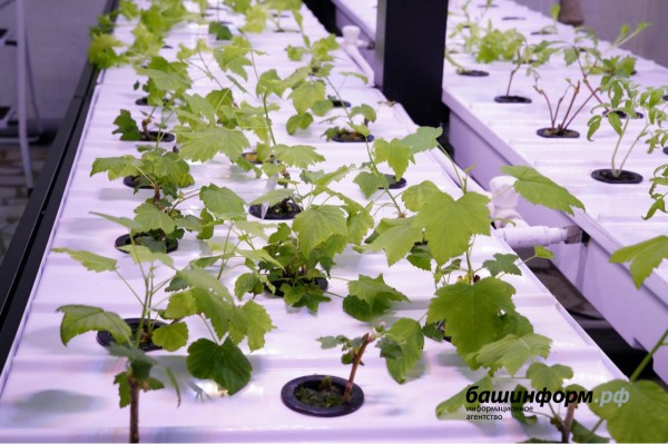 В Госдуму внесен законопроект о штрафах за безответственность в применении агрохимикатов В Госдуму внесен законопроект о штрафах за безответственность в применении агрохимикатов