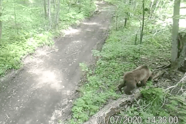 В национальном парке «Башкирия» фотоловушка поймала нескольких животных В национальном парке «Башкирия» фотоловушка поймала нескольких животных