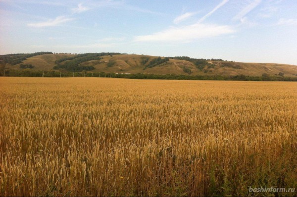 Власти Башкирии утвердили список ценных угодий в девяти районах республики