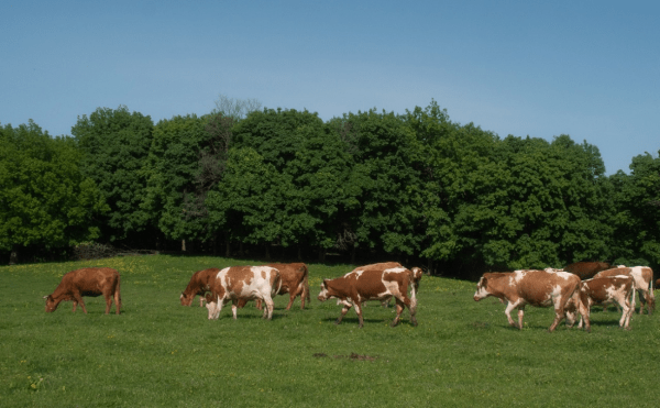 Животноводческий комплекс строят в Аургазинском районе Башкирии