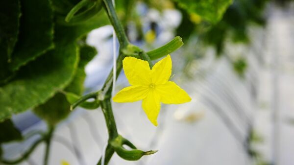 Липецкая область стала лидером в России по сбору овощей в теплицах