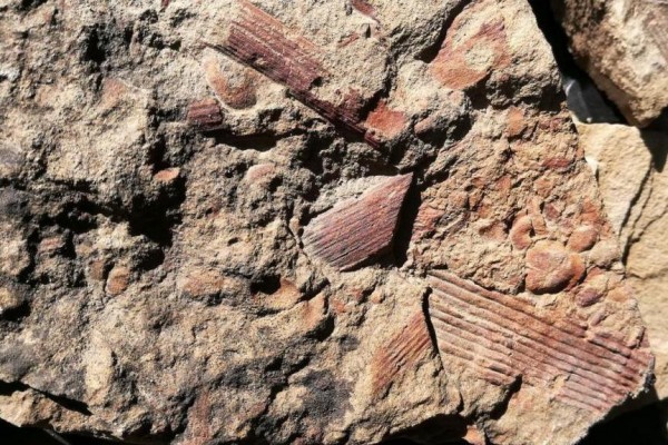 Глава Абзелиловского района Башкирии заявил о приостановке работ на медном месторождении