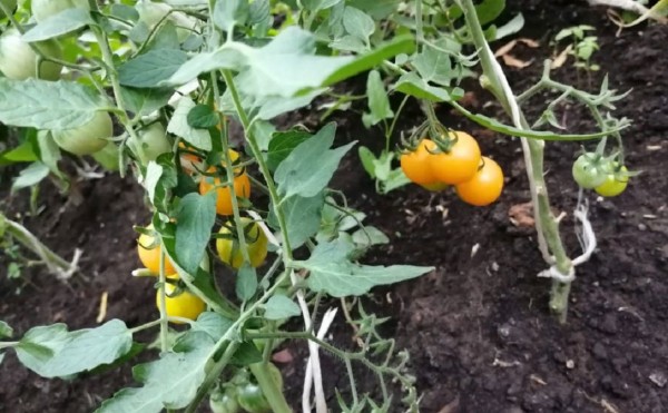 Инфраструктуру садовых товариществ Башкирии поддержат на госуровне