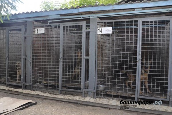 Муниципальный приют для бродячих животных Уфы будет рассчитан на 500 особей 