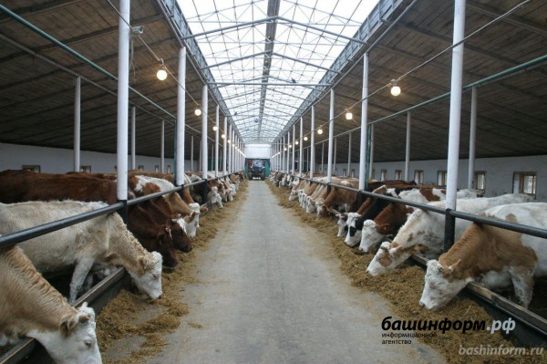 Перечень инвестпроектов Башкирии дополнил проект по развитию крупного молочного хозяйства Перечень инвестпроектов Башкирии дополнил проект по развитию крупного молочного хозяйства