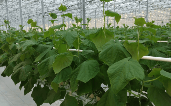 Турецкая компания планирует выращивать овощи под Стерлитамаком