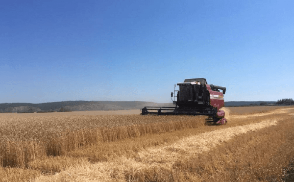 В Башкирии аграрии делают ставку на озимые культуры