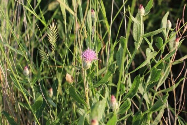 В Хайбуллинском районе Башкирии ввели карантин из-за опасного растения, выделяющего фенол