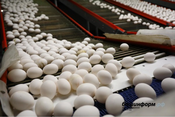 В «лежавшую на боку» птицефабрику Башкирии инвестируют почти 190 млн рублей 