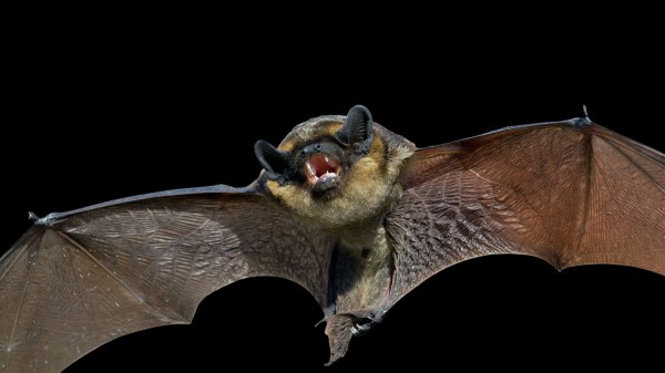 Специалисты рассказали, как избавиться от "залетных" летучих мышей Специалисты рассказали, как избавиться от "залетных" летучих мышей