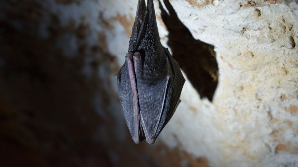 Специалисты рассказали, как избавиться от "залетных" летучих мышей Специалисты рассказали, как избавиться от "залетных" летучих мышей