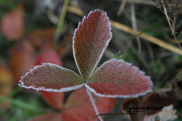 В выходные в Башкирии ожидаются заморозки до -2 В выходные в Башкирии ожидаются заморозки до -2