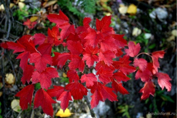 Выходные в Башкирии будут сухими и теплыми