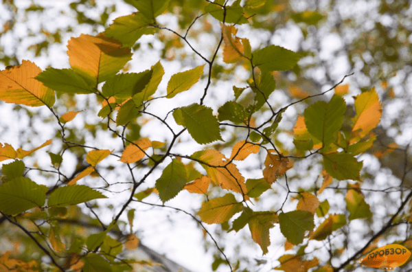 В Башкирии ожидается сухая, но холодная погода 