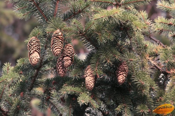 В Башкирии сохранится сухая и холодная погода В Башкирии сохранится сухая и холодная погода