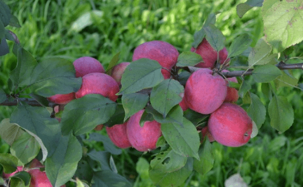 В Башкирии оценили перспективы проекта в 2 млрд по выращиванию яблок В Башкирии оценили перспективы проекта в 2 млрд по выращиванию яблок