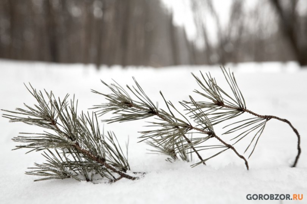 Снег и мороз: синоптики рассказали о погоде в Башкирии в предновогодние дни 